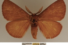 Phyllalia patens