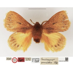 /filer/webapps/moths/media/images/G/gemmatus_Phasicnecus_HT_NHMUK.jpg
