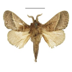 /filer/webapps/moths/media/images/B/bipars_Bombycopsis_AM_ANHRT.jpg