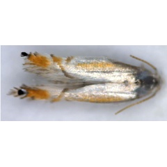 /filer/webapps/moths/media/images/F/faureae_Phyllocnistis_A_Triberti-etal_2024_37_geI2HoS.jpg