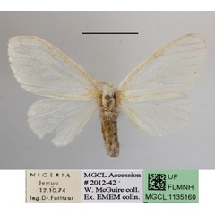 /filer/webapps/moths/media/images/U/usebia_Pteredoa_A_MGCLa_02.JPG