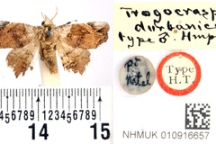 Oediblemma durbanica