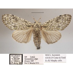 /filer/webapps/moths/media/images/C/cangia_Griveaudyria_AF_MGCLa_04.JPG