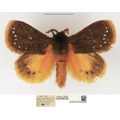 /filer/webapps/moths/media/images/G/gemmatus_Laeliopsis_AM_NHMUK_01.jpg