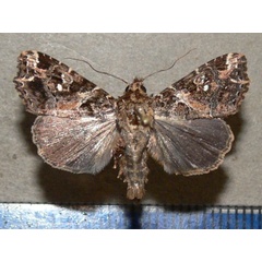 /filer/webapps/moths/media/images/N/nigeriensis_Callopistria_A_Goffa_01.JPG