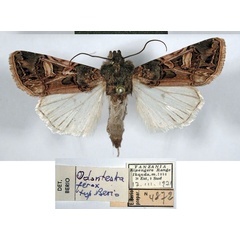 /filer/webapps/moths/media/images/F/ferox_Odontestra_HT_MSNM.jpg