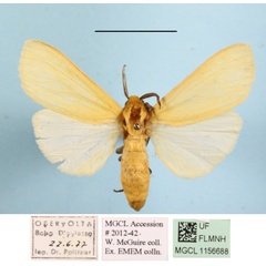 /filer/webapps/moths/media/images/K/karschi_Spilosoma_AF_MGCLa_02.JPG