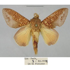 /filer/webapps/moths/media/images/G/geoffreygutmani_Hypotrabala_PTM_RMCA_01.jpg