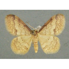 /filer/webapps/moths/media/images/B/basicostalis_Idaea_AF_TMSA_02.jpg