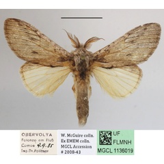 /filer/webapps/moths/media/images/B/basalis_Desmeocraera_A_MGCLa_02.JPG