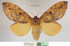 Hypotrabala retorta