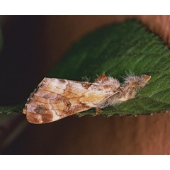 /filer/webapps/moths/media/images/L/libyra_Hemerophanes_A_Roland_01_WEDxizc.jpg
