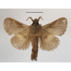 /filer/webapps/moths/media/images/R/robusta_Bombycopsis_PTM_MGCLb_01.JPG