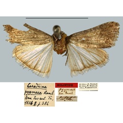 /filer/webapps/moths/media/images/P/pygmaea_Caradrina_HT_MNHN.jpg