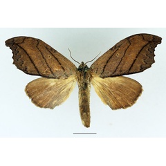 /filer/webapps/moths/media/images/T/tigris_Macronadata_AF_Basquin_01.jpg