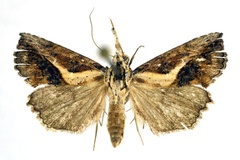 Zekelita coniodes
