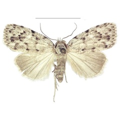 /filer/webapps/moths/media/images/C/carcassoni_Ezishnola_AF_ANHRT.jpg