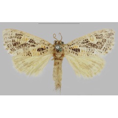 /filer/webapps/moths/media/images/T/tessellata_Salagena_HT_NHMUK.jpg