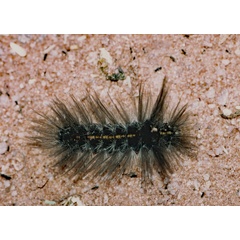 /filer/webapps/moths/media/images/S/simplex_Ogoa_C_Roland_01.jpg