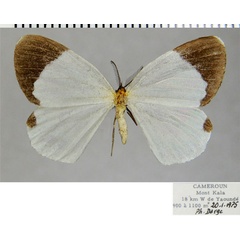 /filer/webapps/moths/media/images/E/eurema_Hylemeridia_AM_ZSMa.jpg