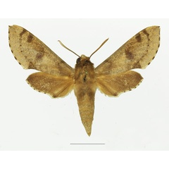 /filer/webapps/moths/media/images/D/diyllus_Hippotion_AM_Basquin_01a.jpg