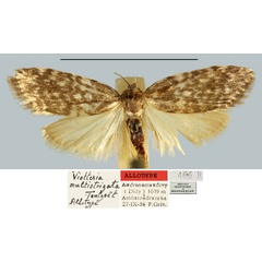 /filer/webapps/moths/media/images/M/multistrigata_Viettesia_AT_MNHN.jpg