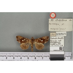 /filer/webapps/moths/media/images/O/orbifer_Plusia_HT_BMNHa.jpg