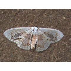 /filer/webapps/moths/media/images/C/chalyboeata_Somatina_A_Guyonnet.jpg