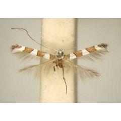 /filer/webapps/moths/media/images/C/columellina_Dialectica_PT_TMSA6130.jpg