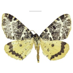 /filer/webapps/moths/media/images/M/melanoptera_Rhodochanna_PTM_RMCA.jpg