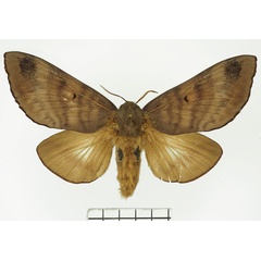 /filer/webapps/moths/media/images/G/griseocincta_Gonometa_AF_Basquin.jpg