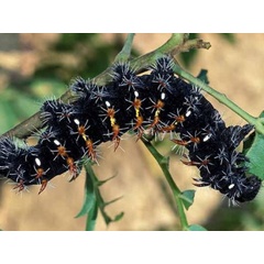 /filer/webapps/moths/media/images/W/wahlbergii_Gonimbrasia_C_Wolfe_02.jpg