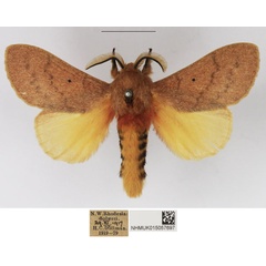 /filer/webapps/moths/media/images/S/sanguicincta_Leptometa_AM_NHMUK_01.jpg