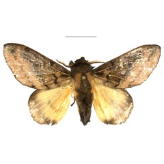 /filer/webapps/moths/media/images/G/gabrielae_Leptometa_PTM_Mueller.jpg