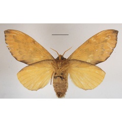 /filer/webapps/moths/media/images/H/horridula_Hypotrabala_AF_MGCLb_01.JPG