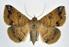 /filer/webapps/moths/media/images/I/inangulata_Ericeia_AF_NHMO_01.jpg