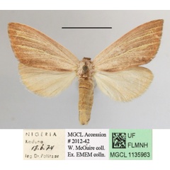 /filer/webapps/moths/media/images/S/sesamiodes_Notoxantha_A_MGCLa_01.JPG