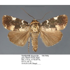 /filer/webapps/moths/media/images/T/trisagittata_Callyna_AM_Fiebig.jpg