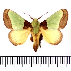 /filer/webapps/moths/media/images/V/valida_Parasa_AM_BMNH.jpg