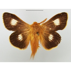 /filer/webapps/moths/media/images/M/megaplaga_Mesocelis_AM_TMSA.jpg