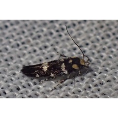 /filer/webapps/moths/media/images/R/reliqua_Gibeauxiella_A_Bippus.jpg