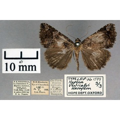 /filer/webapps/moths/media/images/V/verticalis_Hypena_PLTF_OUMNH_01.jpg