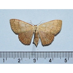 /filer/webapps/moths/media/images/T/trisinuata_Isoplenia_A_Goff.jpg