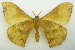 Campimoptilum hollandi