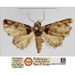 /filer/webapps/moths/media/images/M/melabasis_Eublemma_HT_NHMUK.jpg