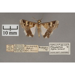 /filer/webapps/moths/media/images/O/oppia_Pseudophia_HT_OUMNH_01.jpg