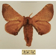 /filer/webapps/moths/media/images/I/ianthe_Racinoa_AF_TMSA_02.jpg
