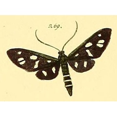 /filer/webapps/moths/media/images/R/resecta_Ceryx_HT_HS_73_269.jpg