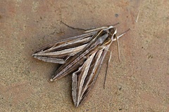 Hippotion osiris