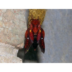 /filer/webapps/moths/media/images/B/brotoessa_Gonopacha_A_Zolotuhin.jpg